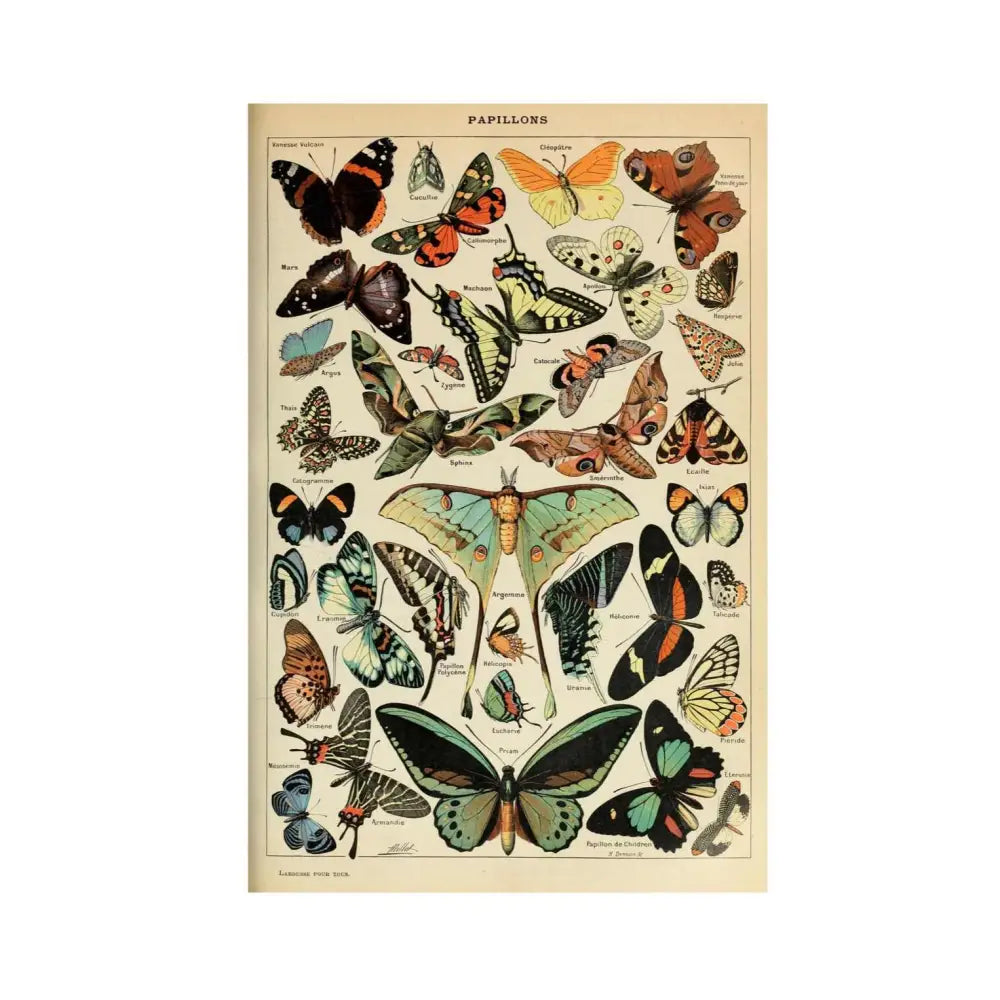 Aesthetic butterflies poster - 21x30 cm / 8.3x11.8 in