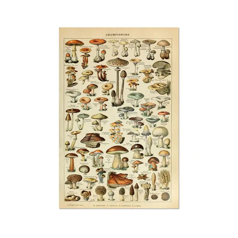 Aesthetic mushroom poster for vintage cottagecore decor - 21x30 cm / 8.3x11.8