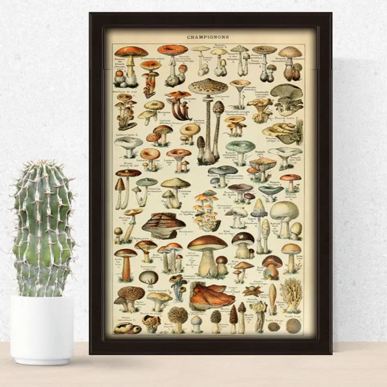 Aesthetic mushroom poster for vintage cottagecore decor