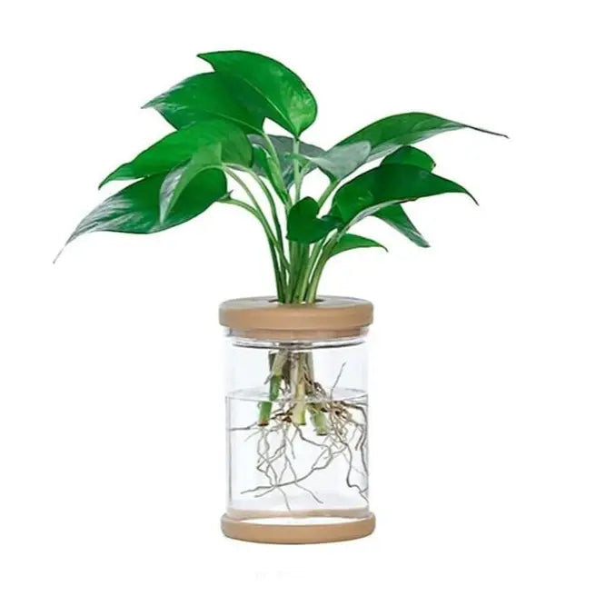 Clear hydroponic plant pot for easy growth and display - a (6.3 x 11.8cm)